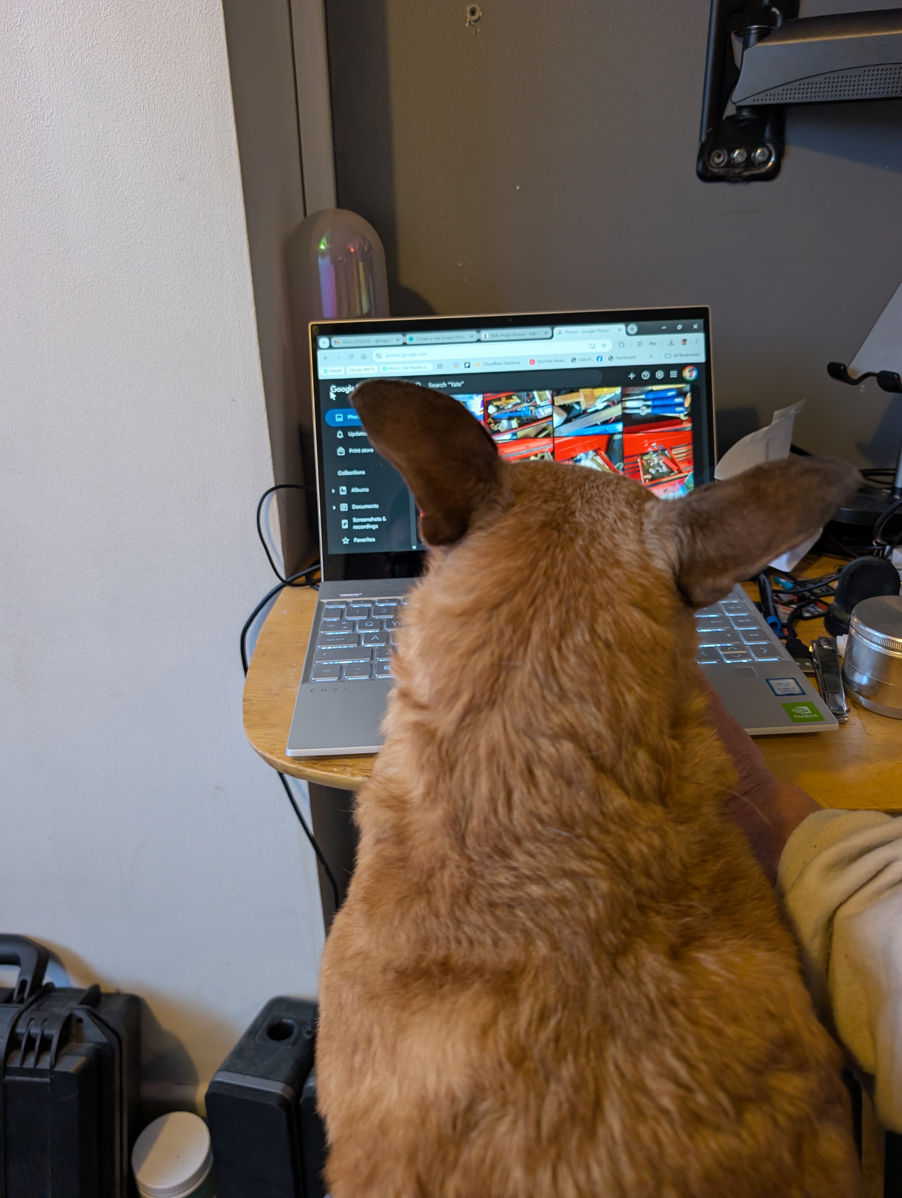 Roxy helping build this website